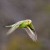 © Corey Raffel A wild Budgerigar flies