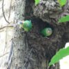 Wild Buff-faced Pygmy Parrots at a nest cavity
