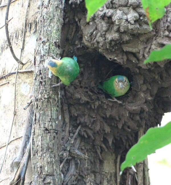 Wild Buff-faced Pygmy Parrots at a nest cavity