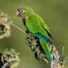 A wild Cactus Conure perches on a leafy branch