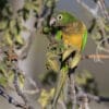 A wild Cactus Conure feeds