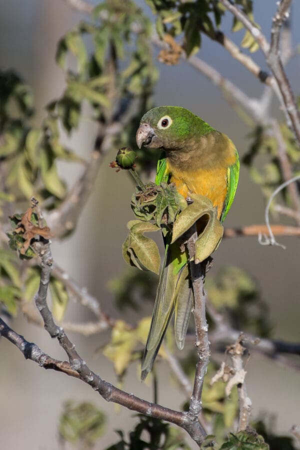 A wild Cactus Conure feeds