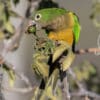 A wild Cactus Conure feeds