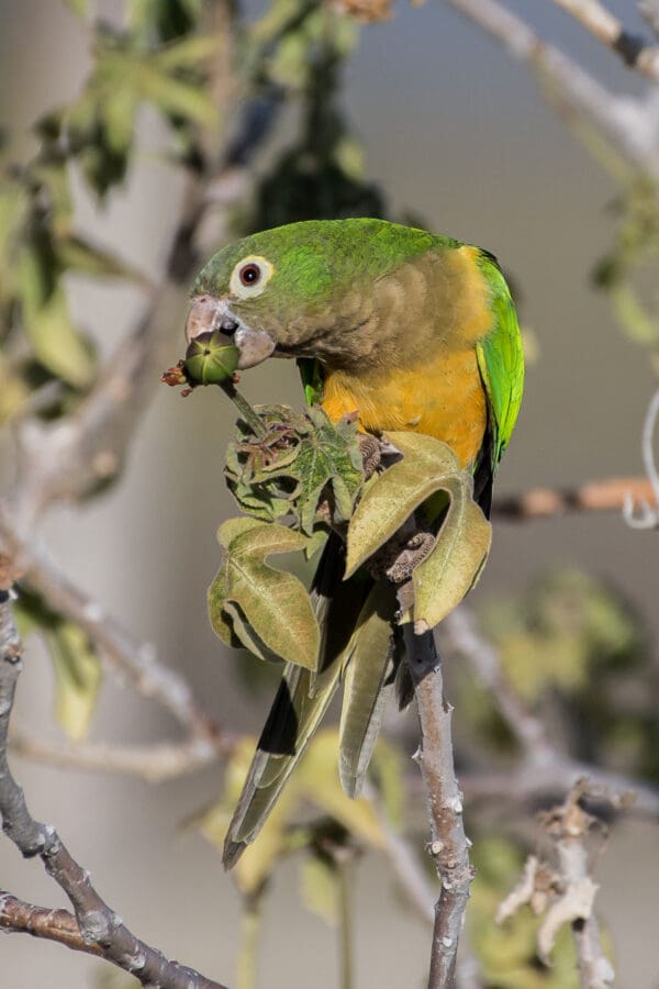 A wild Cactus Conure feeds