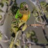 A wild Cactus Conure feeds