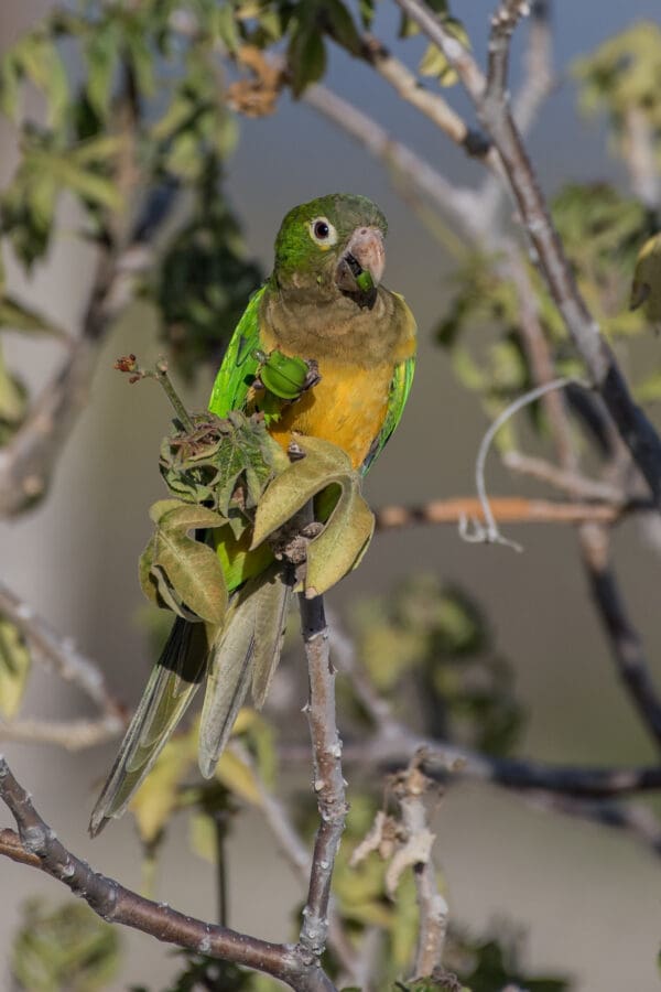 A wild Cactus Conure feeds