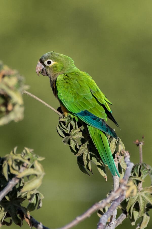 A wild Cactus Conure perches on a leafy branch