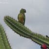 A wild Cactus Conure perches on a cactus