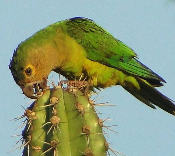 A wild Cactus Conure sits atop a cactus