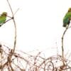 Wild Cactus Conure perch atop a bare tre