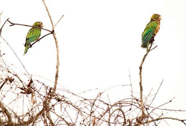 Wild Cactus Conure perch atop a bare tre