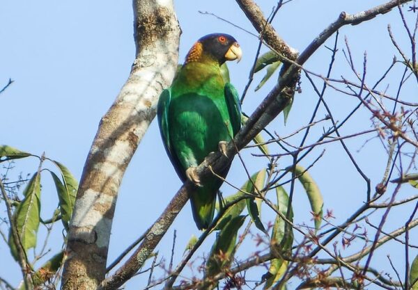 A wild Caica Parrot perches in a tree
