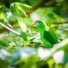 A wild Camiguin Hanging Parrot forages