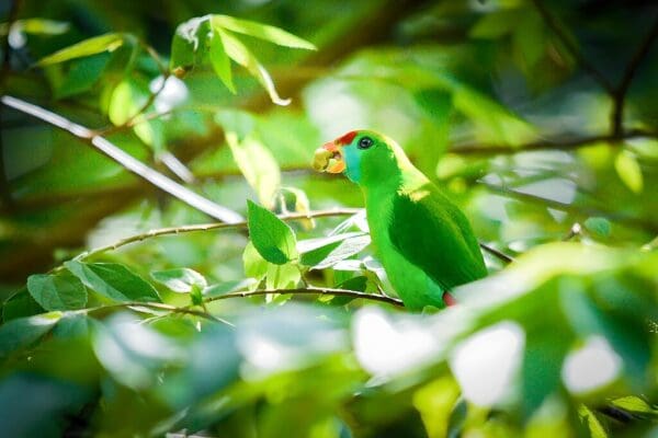 A wild Camiguin Hanging Parrot forages