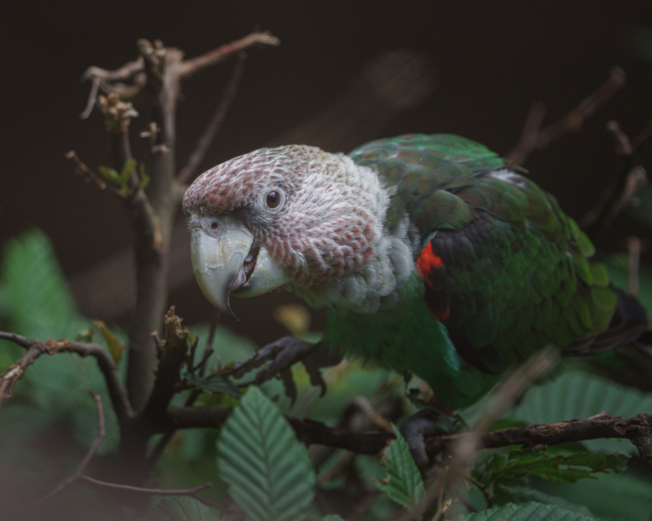 Experts look forward to a brighter future for Cape Parrots