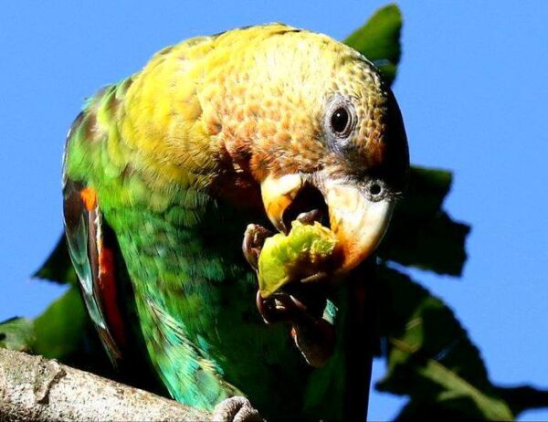 A closeup of a Cape Parrot feeding on fruit