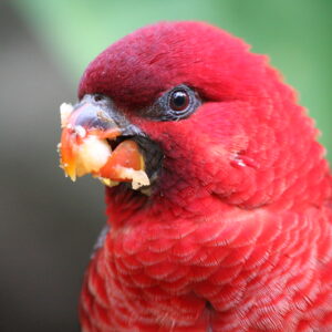 Cardinal Lory