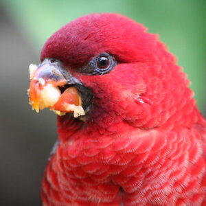 Cardinal Lory