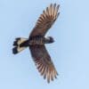 A wild Carnaby's Black Cockatoo takes flight