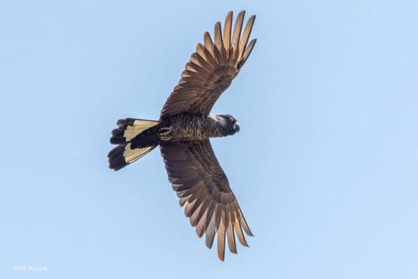 A wild Carnaby's Black Cockatoo takes flight