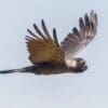 A wild Carnaby's Black Cockatoo in flight