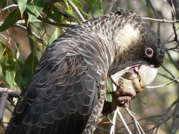 A wild Carnaby's Black Cockatoo feeds in a tree