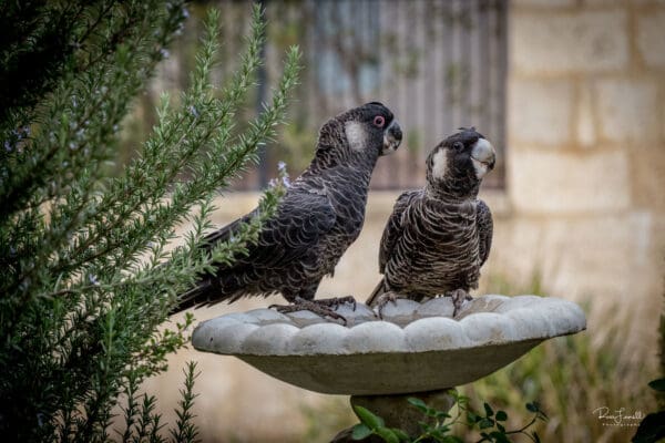 Wild Carnaby's Black Cockatoos stop at a bird bath