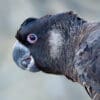 Closeup of a wild Carnaby's Black Cockatoo