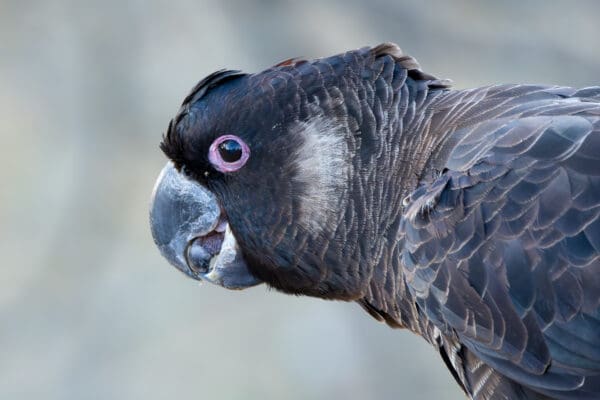 Closeup of a wild Carnaby's Black Cockatoo