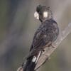 A wild Carnaby's Black Cockatoo perches on a branch