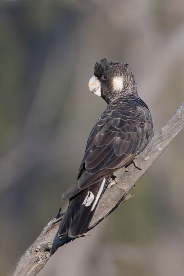 A wild Carnaby's Black Cockatoo perches on a branch