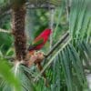 A wild Chattering Lory perches in a palm tree
