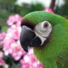 A closeup of a Chestnut-fronted Macaw