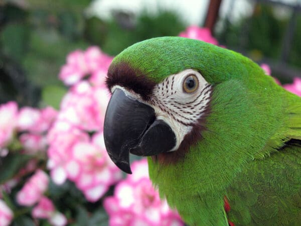 A closeup of a Chestnut-fronted Macaw