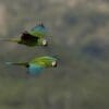 Wild Chestnut-fronted Macaws take flight
