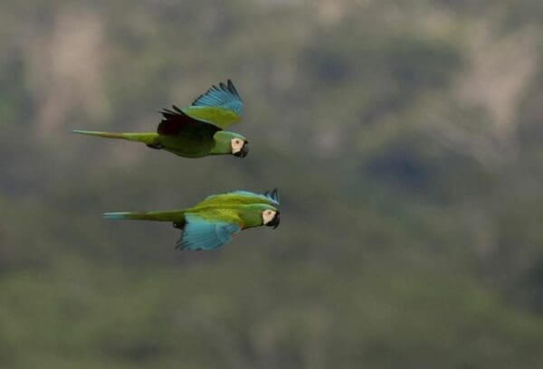 Wild Chestnut-fronted Macaws take flight