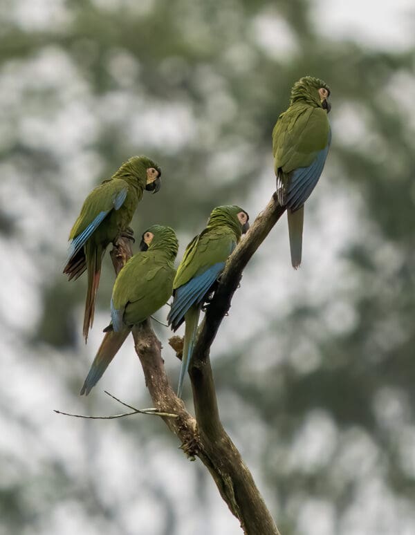Wild Chestnut-fronted Macaws perch on a snag