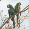 Wild Chestnut-fronted Macaws perch in a tree
