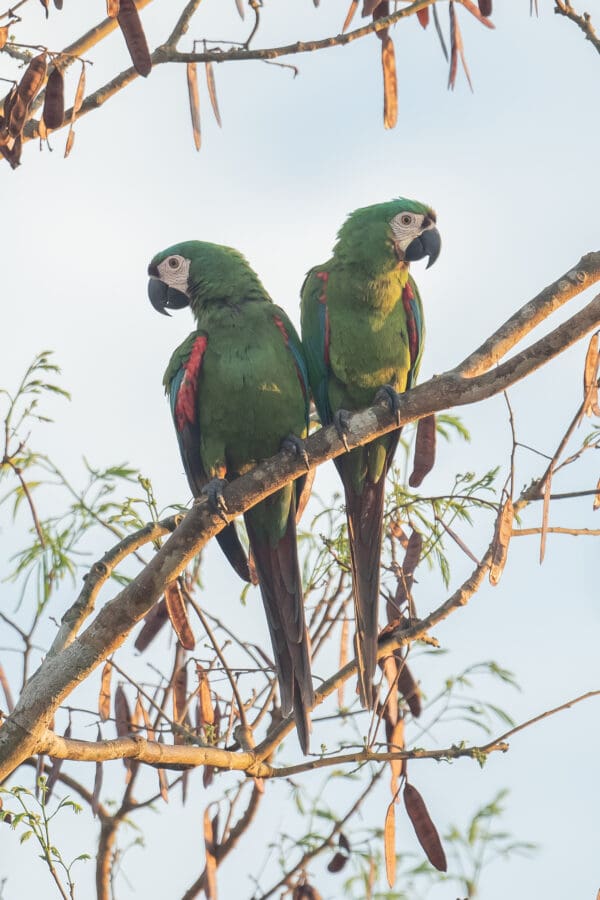 Wild Chestnut-fronted Macaws perch in a tree