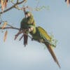 Wild Chestnut-fronted Macaws perch in a tree