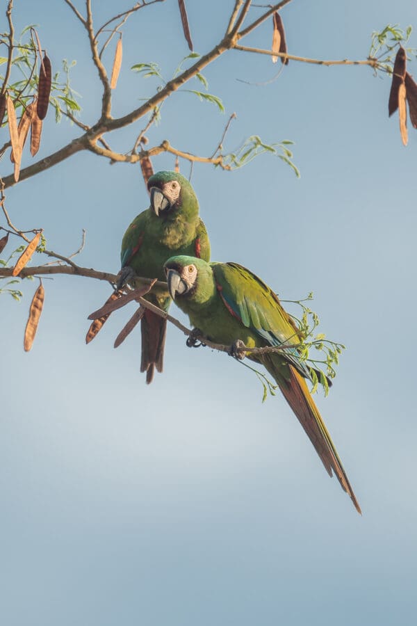 Wild Chestnut-fronted Macaws perch in a tree