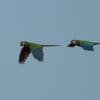 Wild Chestnut-fronted Macaws in flight