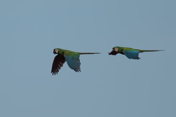 Wild Chestnut-fronted Macaws in flight