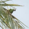 A Chestnut-fronted Macaw perches in a palm tree