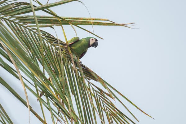 A Chestnut-fronted Macaw perches in a palm tree