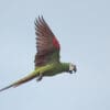 A wild Chestnut-fronted Macaw in flight