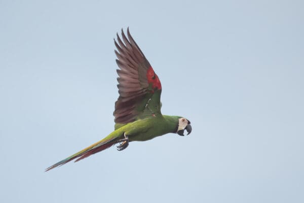 A wild Chestnut-fronted Macaw in flight