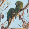 Wild Chestnut-fronted Macaws preen themselves