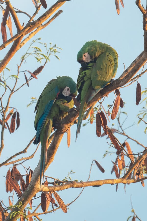 Wild Chestnut-fronted Macaws preen themselves