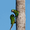 Wild Chestnut-fronted Macaws cling to a palm tree